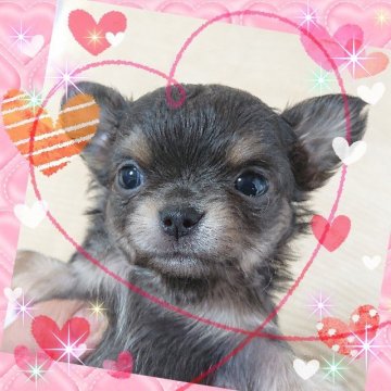 チワワ(ロング)【埼玉県・女の子・2020年11月7日・ブルータン】の写真「超絶可愛い過ぎる～💓💓たまらない～♥女の子👧」