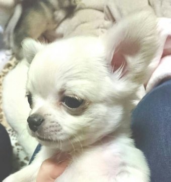 チワワ(ロング)【埼玉県・男の子・2017年11月26日・ホワイト系】の写真「めちゃ可愛い、甘えん坊の小さな王子様:ﾟ+｡.☆」