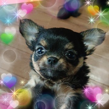 チワワ(ロング)【埼玉県・女の子・2019年10月24日・ブラックタン】の写真「超～激カワ💓ラブリー💓プリンセス👑💍💖」