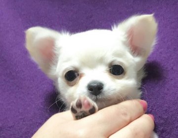 チワワ(ロング)【埼玉県・女の子・2017年11月26日・ホワイト&クリーム】の写真「ほぼホワイト系、ふんわりプリンセス.*･♡ﾟ+°･」