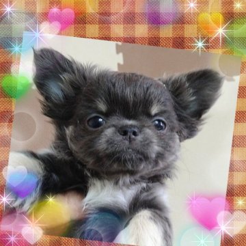 チワワ(ロング)【埼玉県・女の子・2021年11月19日・ブルー&ホワイトタン】の写真「むちゃく可愛すぎて❤困っちゃいます💞女の子👧」