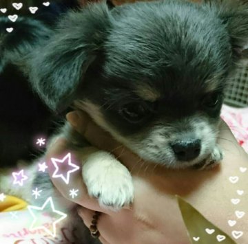 チワワ(ロング)【埼玉県・男の子・2017年10月2日・ブルー&タン】の写真「まるで小さなトトロみたいな、ふわふわ王子くん」