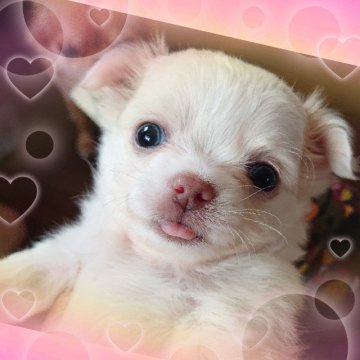 チワワ(ロング)【埼玉県・女の子・2019年2月6日・ホワイト&クリーム】の写真「激カワ💓わたあめみたいなお姫様👸」