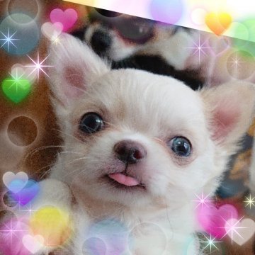 チワワ(ロング)【埼玉県・男の子・2019年2月6日・ホワイト&クリーム】の写真「激ヤバ！注意！どんどん可愛さが増してます💓💞」
