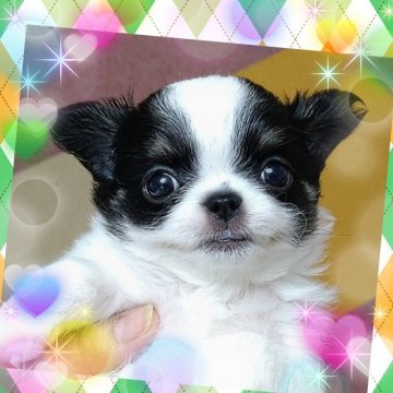 チワワ(ロング)【埼玉県・男の子・2022年2月22日・パーティカラー】の写真「悶絶級💓💞激可愛すぎ💓人懐っこい男の子👦」