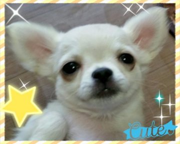 チワワ(ロング)【埼玉県・男の子・2018年11月21日・ホワイト&クリーム】の写真「やば～い💓💓可愛い～が止まらない男の子👨👶」
