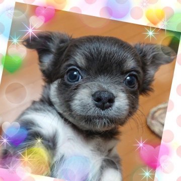 チワワ(ロング)【埼玉県・女の子・2021年1月29日・ブルータン】の写真「デカチー好きにはたまらない❤むっちりボディ💓💓」