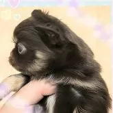 チワワ(ロング)【埼玉県・男の子・2024年7月4日・チョコタン】の写真2「お鼻短ぁい( 💓∀💓)のが、ヤバ可愛すぎる❤❤」