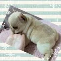 フレンチブルドッグ【埼玉県・男の子・2021年11月27日・クリーム】の写真2「むっちりボディ♥がめっちゃ癒し🍀」