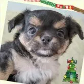 チワワ(ロング)【埼玉県・女の子・2023年10月3日・ブラックタン】の写真3「クリクリお目目パッチリがチャームポイント👀」