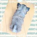 チワワ(ロング)【埼玉県・男の子・2021年4月27日・セーブルフォーン】の写真3「ふわもこ、むちむちぷりぷりボディ( 💓∀💓)」