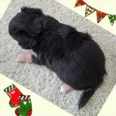 チワワ(ロング)【埼玉県・女の子・2023年10月3日・ブラックタン】の写真4「ブラックビューティ✨👗しっかりむっちり体型で安心サイズ」