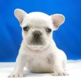 フレンチブルドッグ【愛知県・女の子・2025年10月13日・クリーム】の写真2