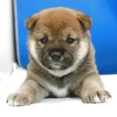 柴犬(標準サイズ)【愛知県・女の子・2025年6月10日・赤】の写真11