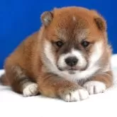 柴犬(標準サイズ)【愛知県・男の子・2025年8月27日・赤】の写真12