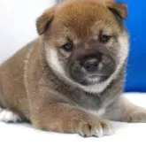 柴犬(標準サイズ)【愛知県・女の子・2025年6月10日・赤】の写真12