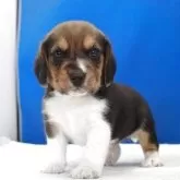 ビーグル【愛知県・男の子・2025年11月1日・ハウンドカラー】の写真13