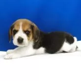 ビーグル【愛知県・女の子・2025年11月1日・ハウンドカラー】の写真13