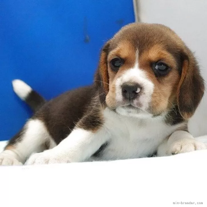 ID:2504-06821の子犬