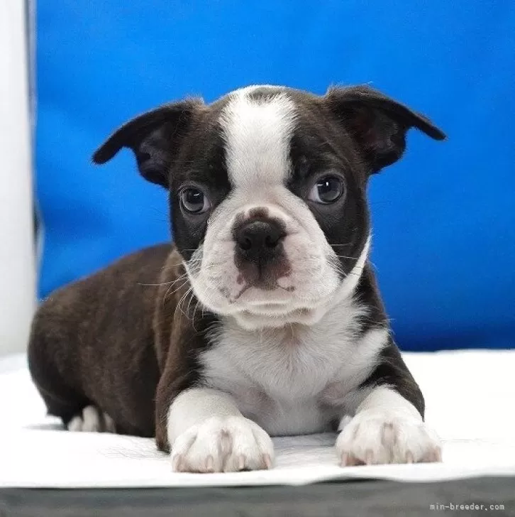 ID:2508-04519の子犬