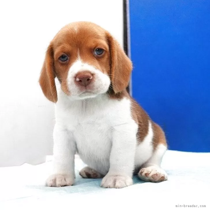 ID：2505-00331の子犬