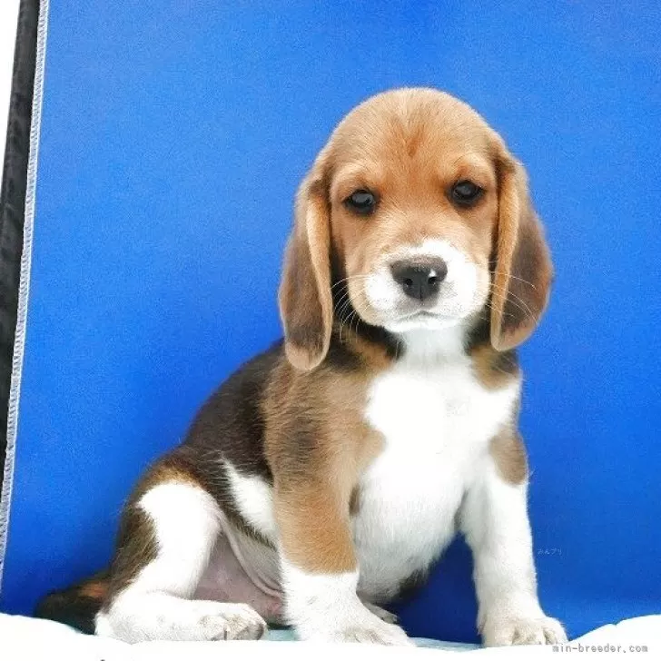 M 様のお迎えした子犬