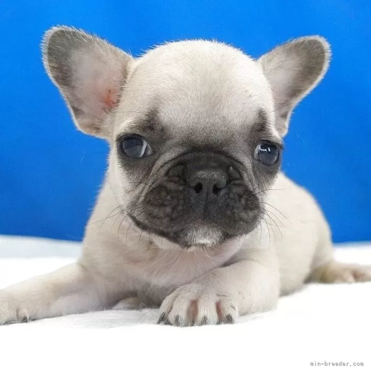 フレンチブルドッグ【愛知県・男の子・2025年10月13日・フォーン】の写真1