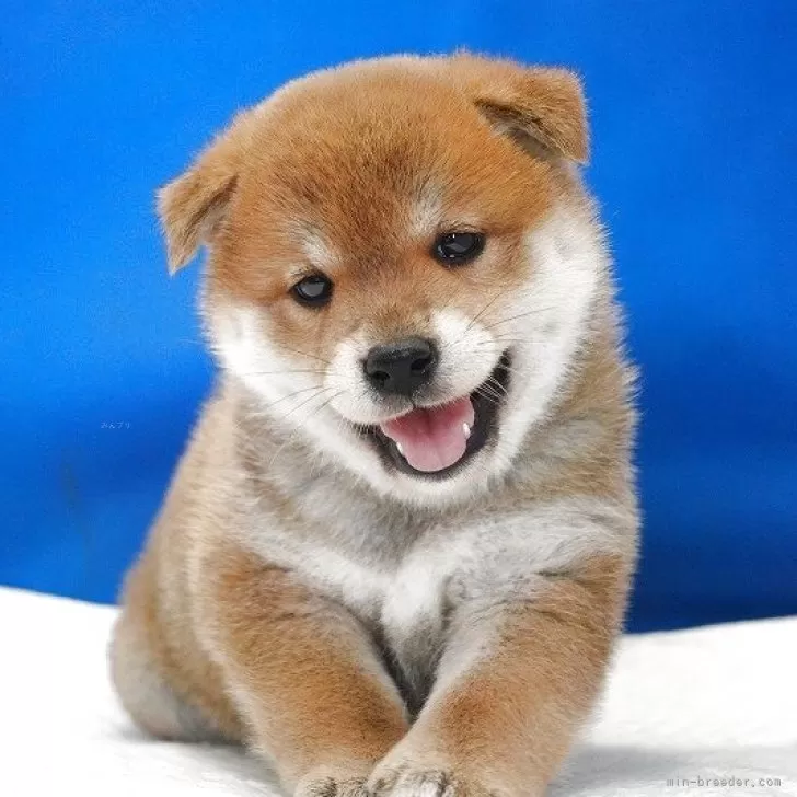 ID：2508-04550の子犬