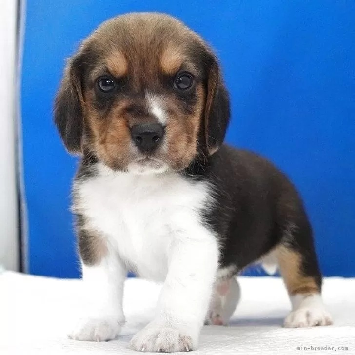 ビーグル【愛知県・男の子・2025年11月1日・ハウンドカラー】の写真1