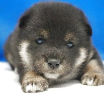 柴犬(標準サイズ)【愛知県・女の子・2025年10月23日・黒】の写真「とっても可愛い女の子です。」