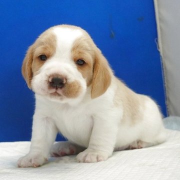 ビーグル【愛知県・男の子・2025年11月21日・レモン&ホワイト】の写真「泣き虫君2。」