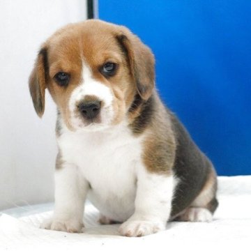 ビーグル【愛知県・男の子・2025年11月1日・ハウンドカラー】の写真「イケメンビーグル君！」