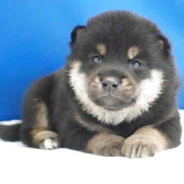 柴犬(標準サイズ)【愛知県・男の子・2025年9月8日・黒】の写真「まん丸の可愛い顔をしています。」