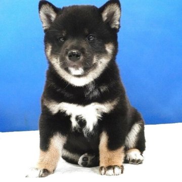 柴犬(標準サイズ)【愛知県・男の子・2025年7月24日・黒】の写真「小さなお目目がチャームポイントです。」