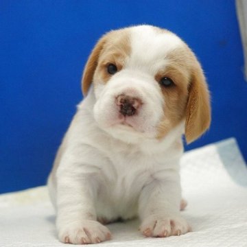 ビーグル【愛知県・男の子・2025年11月21日・レモン&ホワイト】の写真「泣き虫君。」