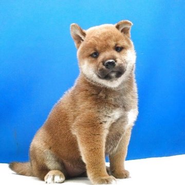 柴犬(標準サイズ)【愛知県・女の子・2025年6月10日・赤】の写真「おとなしい女の子です。」