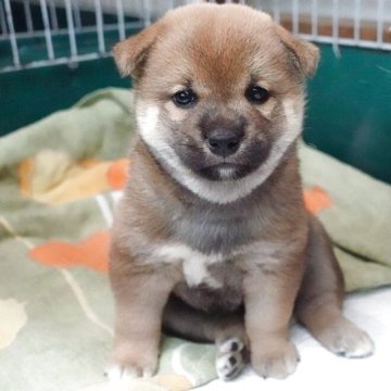 柴犬(標準サイズ)【愛知県・男の子・2025年7月24日・赤】の写真「泣き虫さん。」