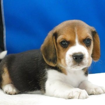 ビーグル【愛知県・男の子・2025年11月1日・ハウンドカラー】の写真「まんまる顔の可愛い男の子！」