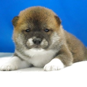 柴犬(標準サイズ)【愛知県・男の子・2025年10月23日・赤】の写真「小さなお目目がチャームポイントです。」