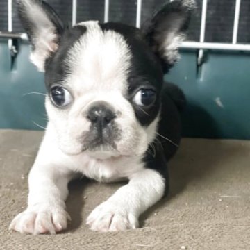 ボストンテリア【愛知県・男の子・2025年10月19日・ボストンカラー】の写真「とっても小さな男の子です。」