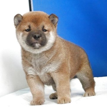 柴犬(標準サイズ)【愛知県・女の子・2025年8月27日・赤】の写真「小さな目がチャームポイントです。」