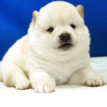 柴犬(標準サイズ)【愛知県・男の子・2025年9月8日・白】の写真「とっても可愛い男の子です。」