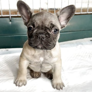 フレンチブルドッグ【愛知県・女の子・2025年10月13日・フォーン】の写真「泣き虫さん。」