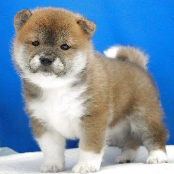 柴犬(標準サイズ)【愛知県・男の子・2025年10月23日・赤】の写真「小さなお目目がチャームポイントです。」