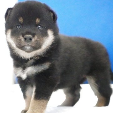 柴犬(標準サイズ)【愛知県・女の子・2026年4月9日・黒】の写真「とっても可愛い顔をした女の子です。」