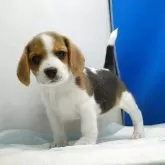 ビーグル