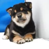 柴犬(標準サイズ)