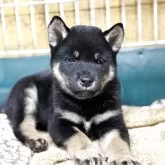 柴犬(標準サイズ)