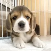 ビーグル