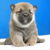 柴犬(標準サイズ)
